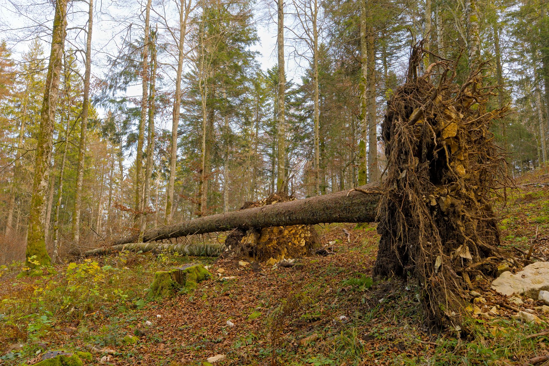 Enlèvement arbre urgence à Saint-Malo